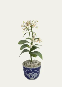 Tommy MitchellHoneysuckle June Birth Flower in Ceramic Pot